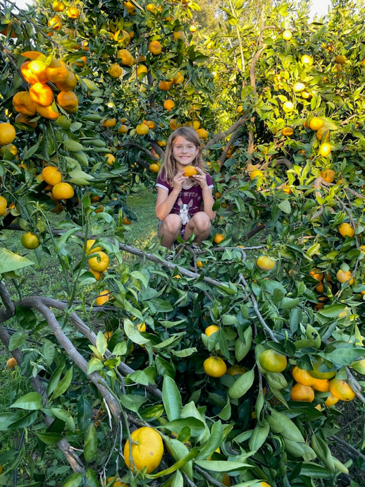 Why doesn't citrus fruit from the grocery store taste as sweet these days?